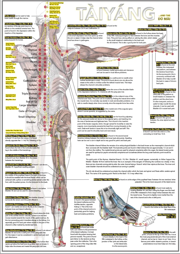 Six Divisions and Head Poster - Image 5